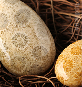 天然珊瑚印材 71G0XufD+ZL._AC_UF894,